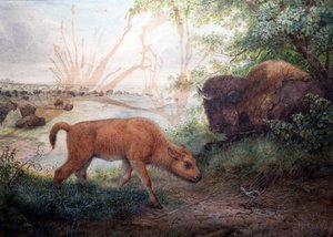 American Bison, 1850